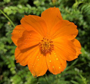 Orange cosmos blossom in the cutting garden at the Eudora Welty House & Garden.