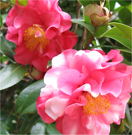 Close-up of a pair of pink marbled camellia blossoms in the Welty garden.