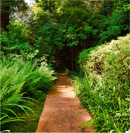 Modern-day view of the almost tunnel-like path through the thick native vegetation in the Welty woodland garden.