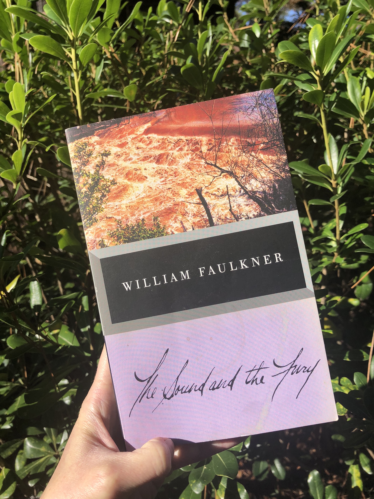 Cover of William Faulkner's novel The Sound and the Fury in front of greenery