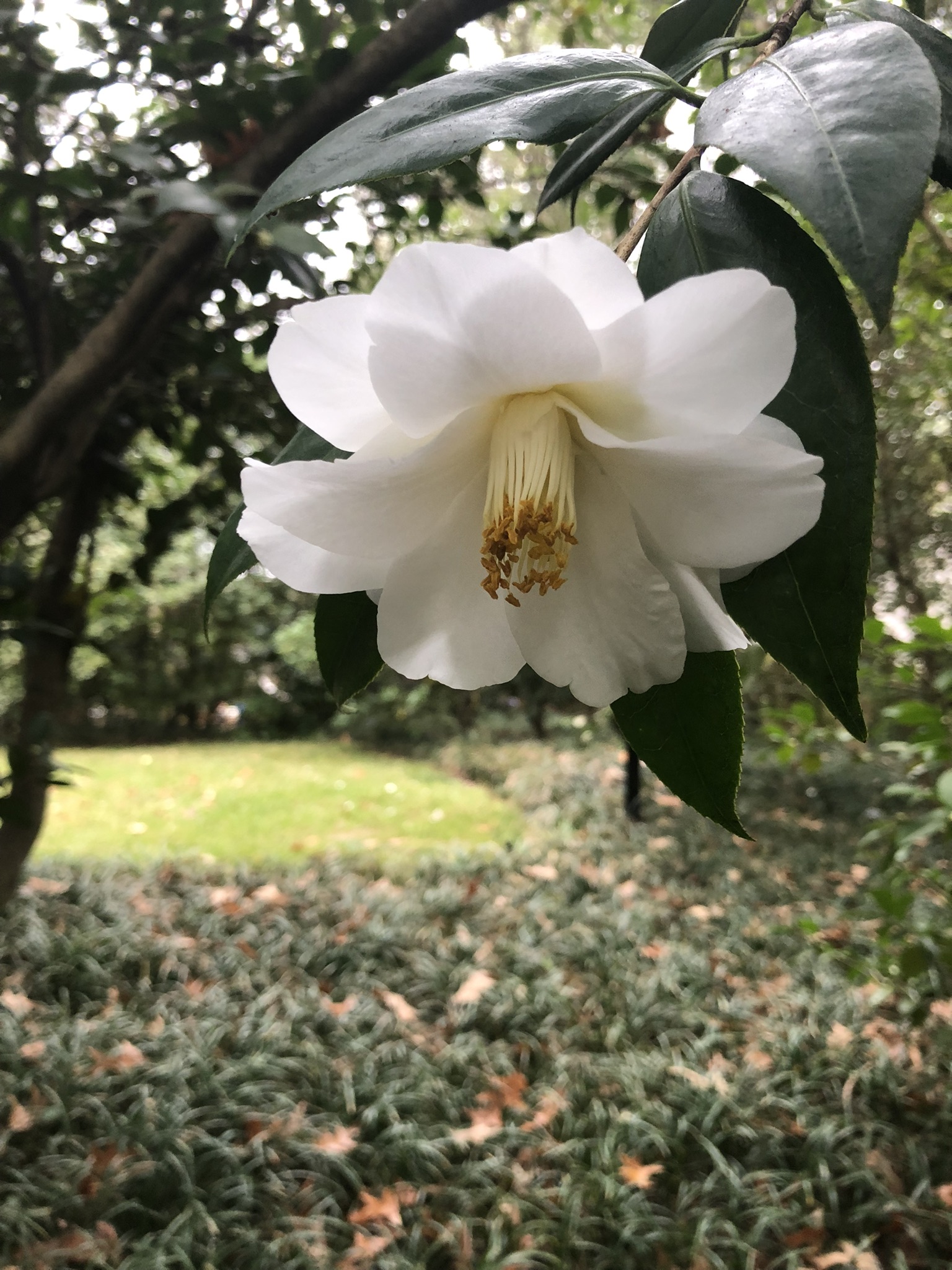White Imura camellia japonica with long yellow stamens and large, oval, dark-green leaves in Eudora Welty's camellia room garden
