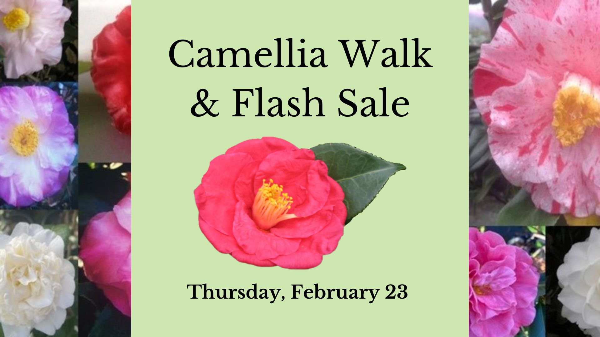Promo graphic for Camellia Walk & Flash Sale Event, brown text on green background with clipped photo of red camellia in center