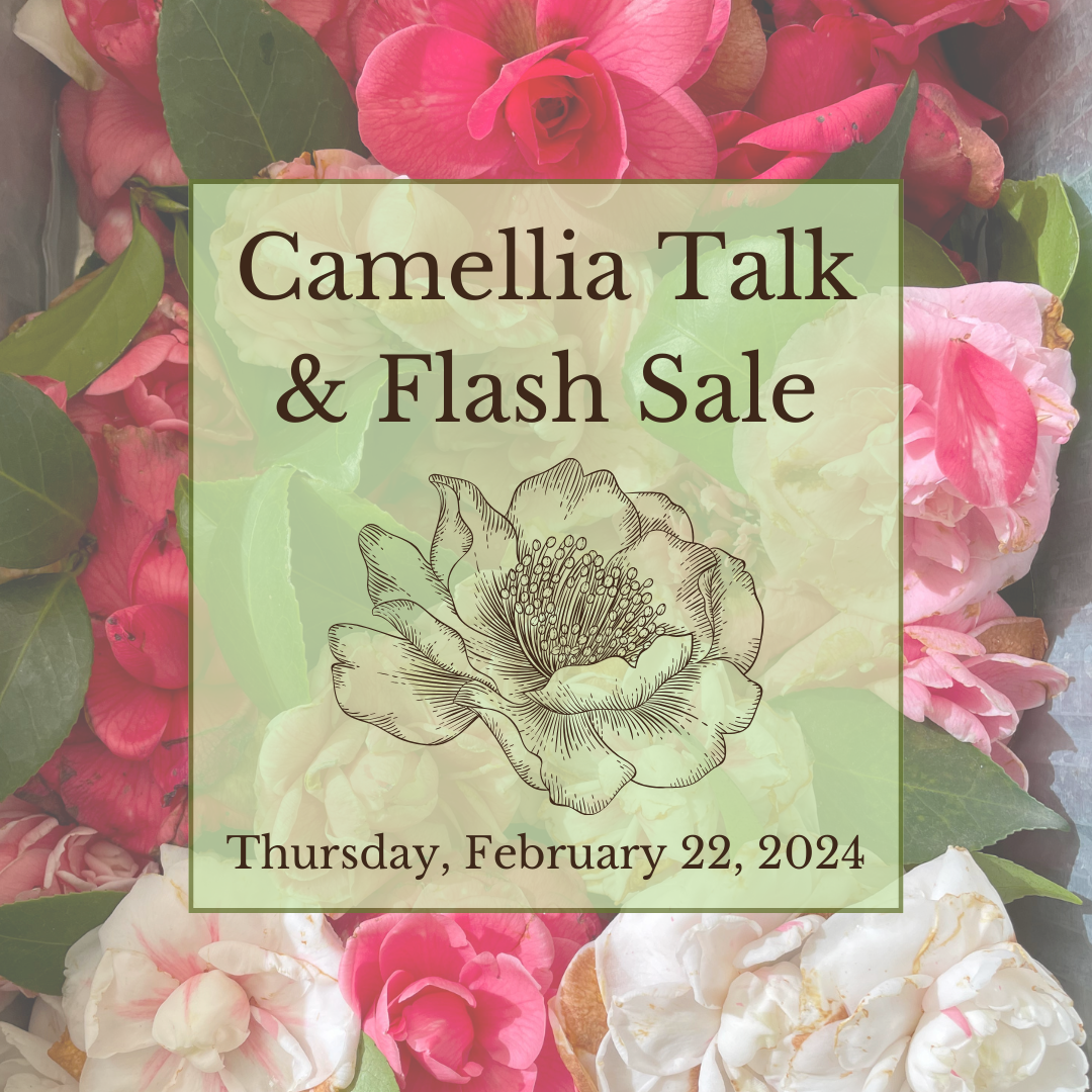 pink camellias background with a semi-transparent light green box, in which text reads "Camellia Talk & Flash Sale, Thursday, February 22, 2024" and a minimal line sketch of a camellia