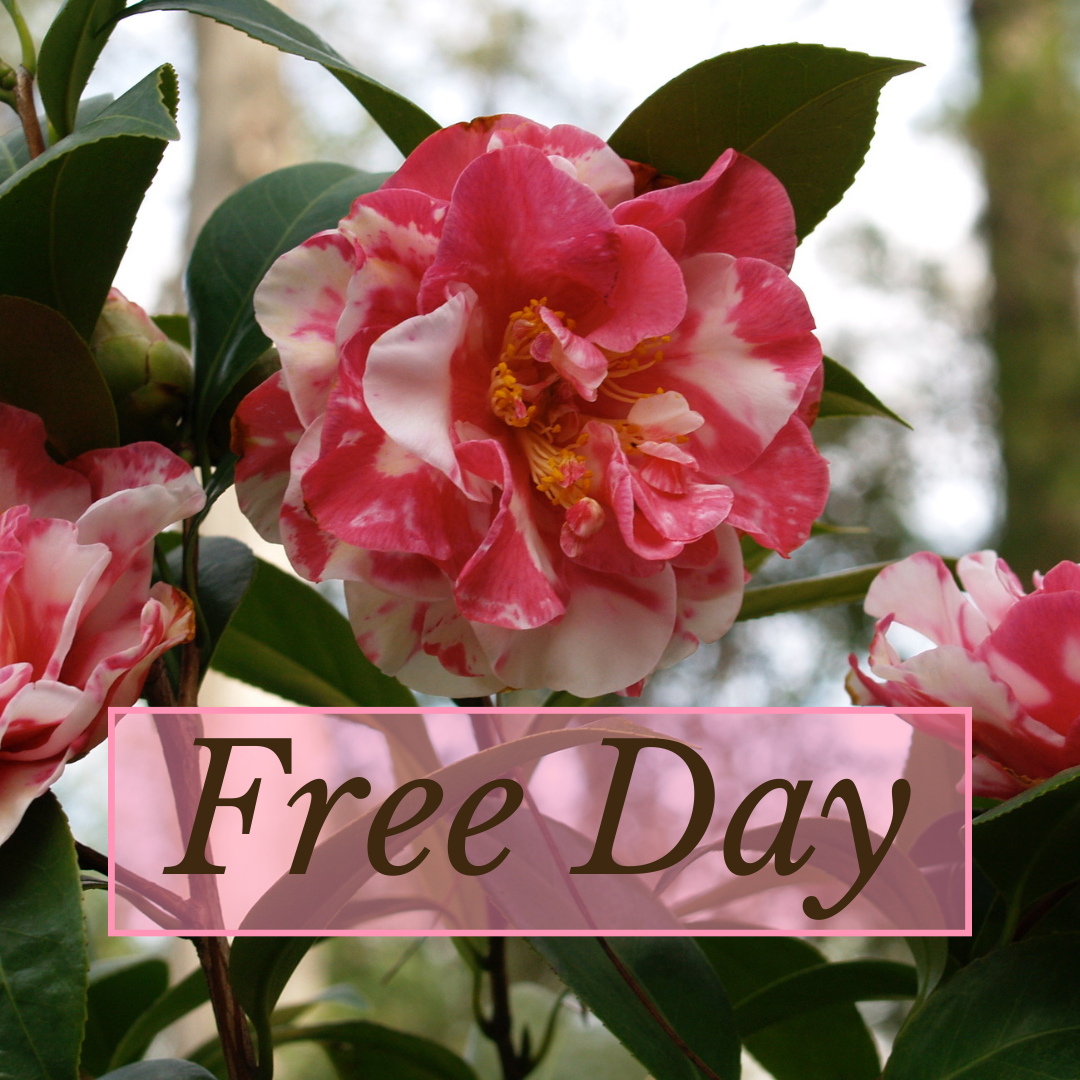 A vibrant close-up of pink and white variegated camellia flowers with green leaves, set against a blurred background of trees. A translucent pink rectangle overlays the bottom portion of the image, featuring the words 'Free Day' in large, elegant font.