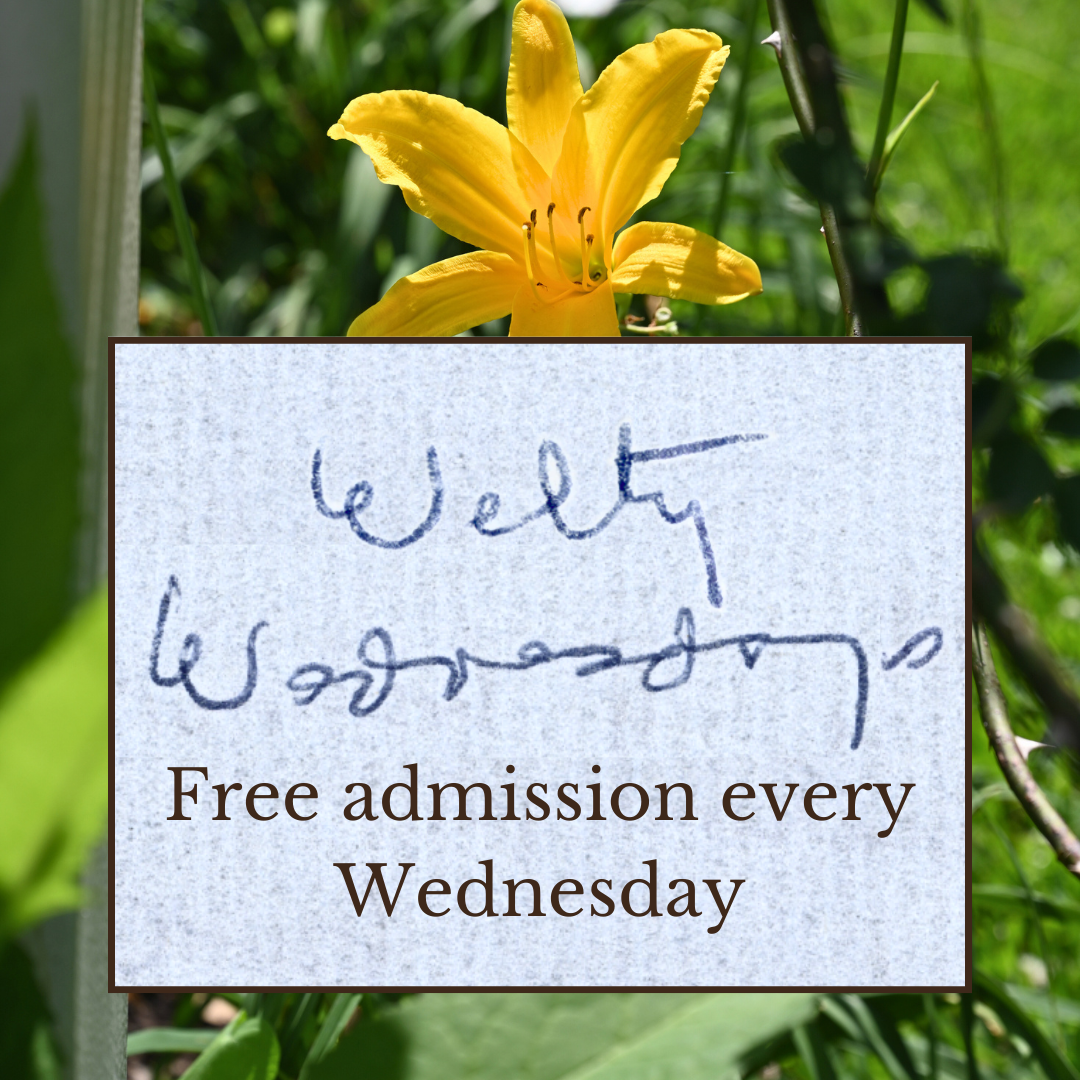 Promotional graphic for Welty Wednesdays: foreground features a paper texture box with Eudora Welty's handwriting "Welty Wednesdays" and typed underneath "Free admission every Wednesday." Background is a picture of a yellow daylily blooming in the Welty Garden.