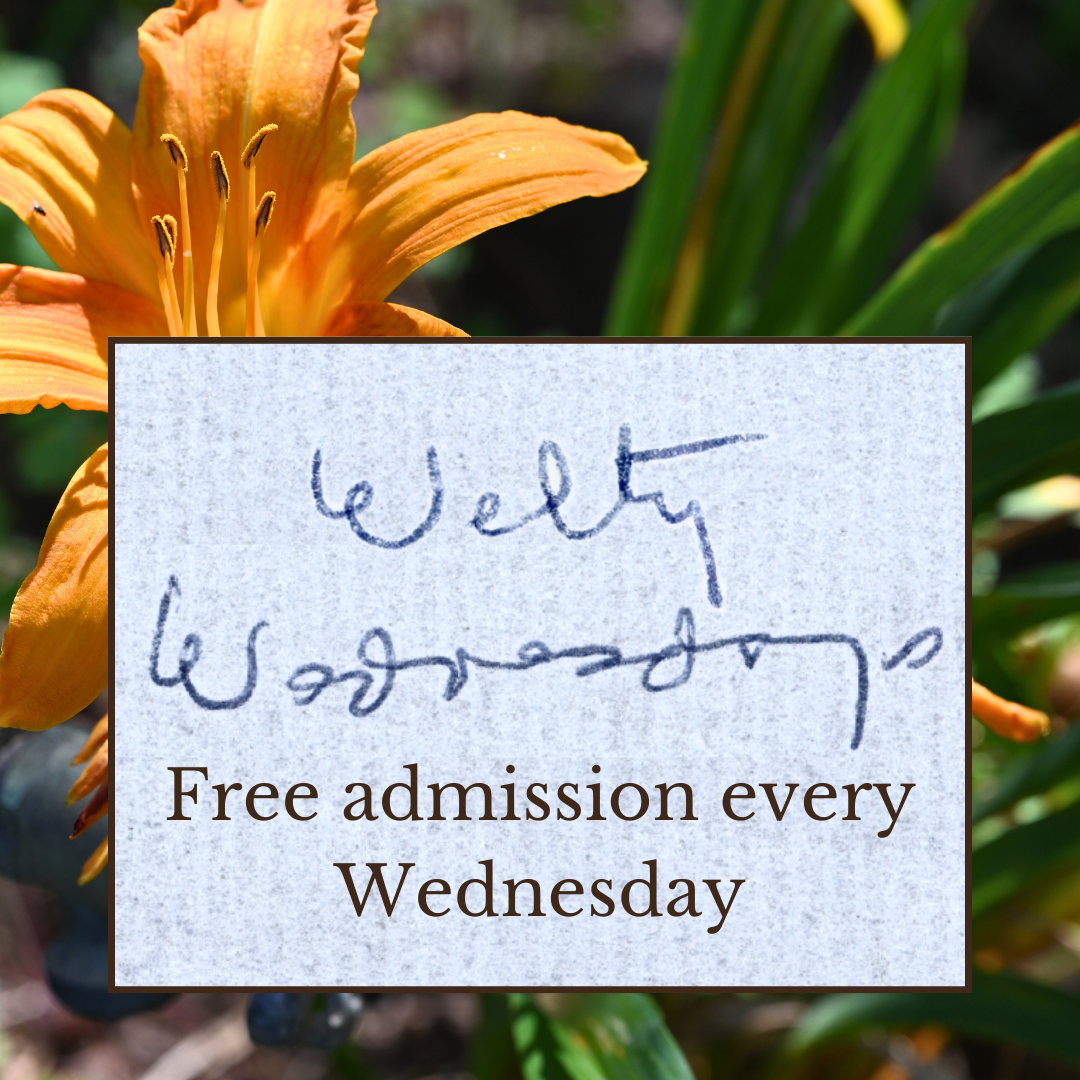 Promotional graphic for Welty Wednesdays: foreground features a paper texture box with Eudora Welty's handwriting "Welty Wednesdays" and typed underneath "Free admission every Wednesday." Background is a picture of an orange daylily blooming in the Welty Garden.