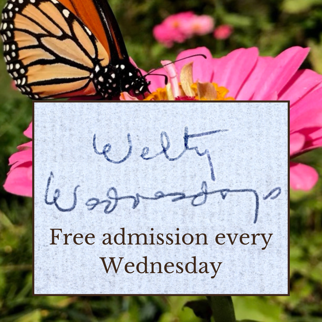 Promotional graphic for Welty Wednesdays: foreground features a paper texture box with Eudora Welty's handwriting "Welty Wednesdays" and typed underneath "Free admission every Wednesday." Background is a picture of a monarch butterfly landing on a pink zinnia bloom.
