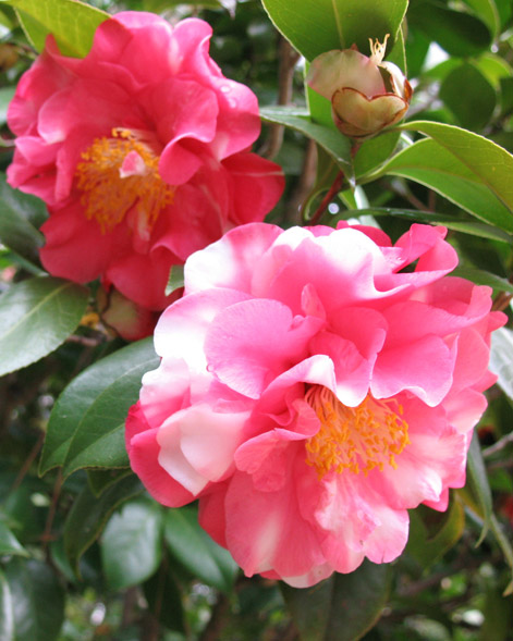 Two pink and white camellia blossoms at the Eudora Welty House & Garden on a green camellia bush planted by Eudora Welty.