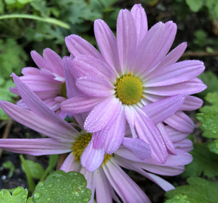 Lavender Korean chrysanthemum blossom at the Eudora Welty House & Garden.