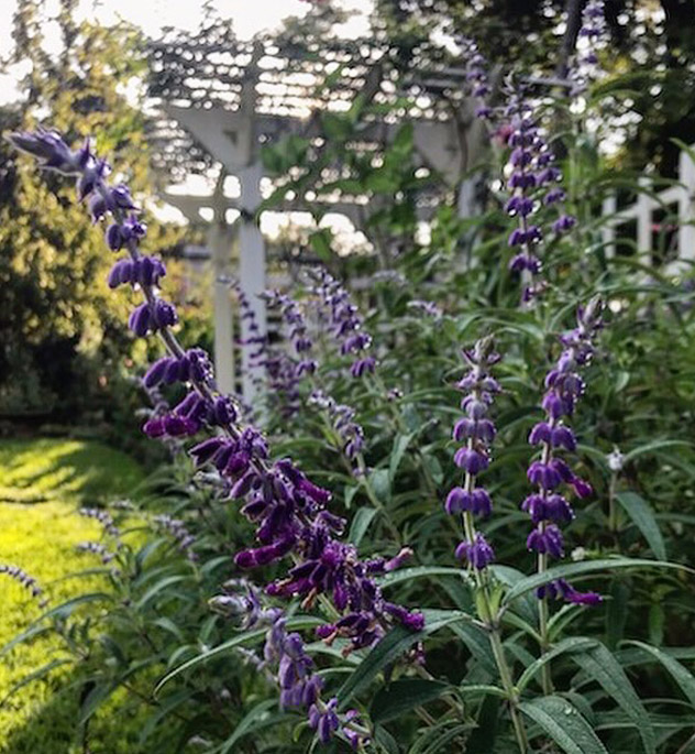 Purple Mexican sage growing near the trellis and arbor at the Eudora Welty House & Garden.