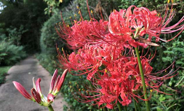 Red spider lilies on the Woodland Garden path at the Eudora Welty House & Garden.