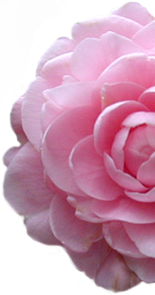  A soft pink camellia blossom from the Eudora Welty House & Garden.