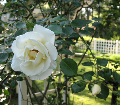 Close up of a white silver moon climbing rose blossom in the Welty garden with trellis in the background.