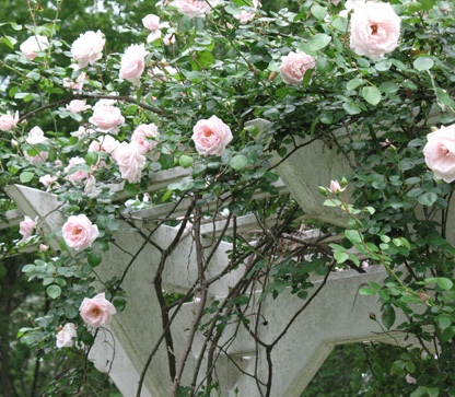 Dr. W. Van Fleet climbing rose blooming on arbor at the Eudora Welty House & Garden.