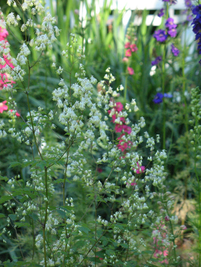 White, pink, and purple larkspur blossoms at the Eudora Welty House & Garden.