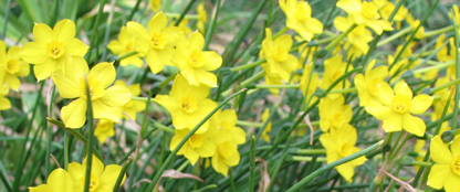 Yellow narcissus blossoms at the Eudora Welty House & Garden.