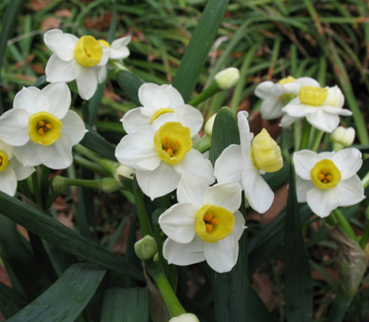 White narcissus blossoms with yellow cup at the Eudora Welty House & Garden.