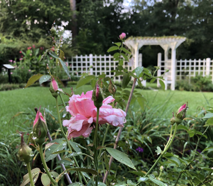Pink duchesse de Brabant tea rose with upper garden lawn, trellis and arbor in the background at the Eudora Welty House & Garden.