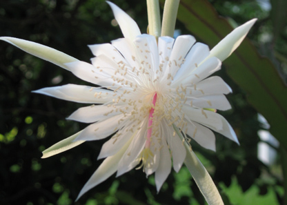 Night-blooming cereus blossom at the Eudora Welty House & Garden.
