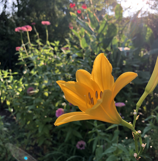 An orange heirloom daylily with a bud blooming in front of pink zinnias in the Eudora Welty garden.