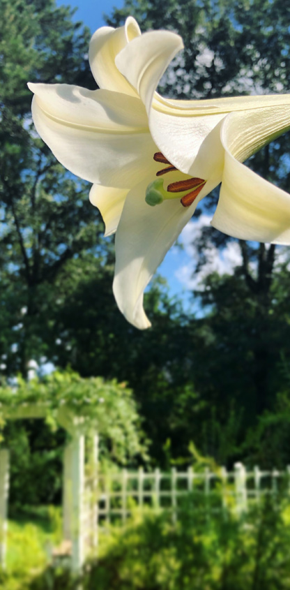 White Philippine lily blooming in front of the arbor at the Eudora Welty House & Garden.