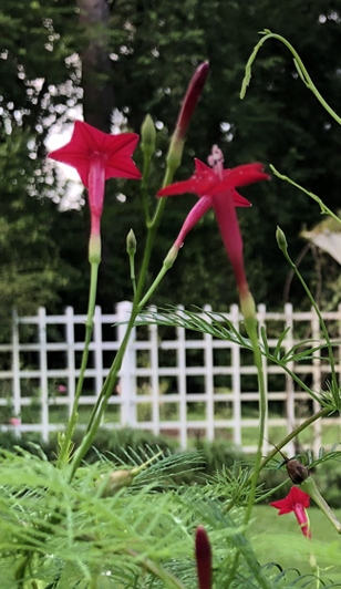 Red cypress vine blooming in front of the trellis at the Eudora Welty House & Garden.