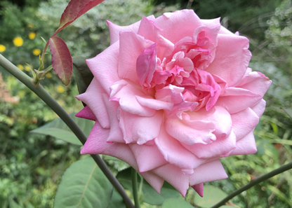 Maman Cochet tea rose blooming in the Eudora Welty Garden.