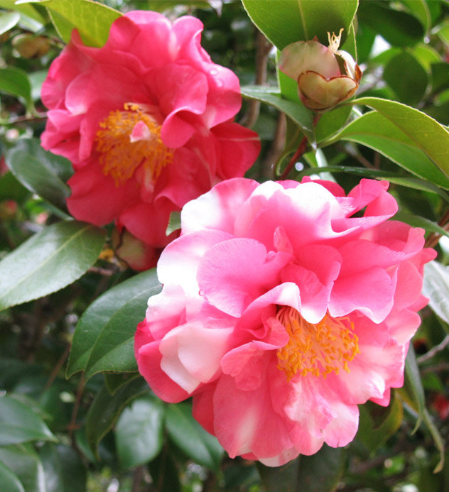 A pair of marbled pink camellias blooming at the Eudora Welty House & Garden. 