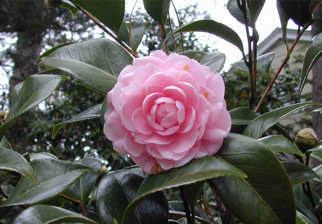 A pink perfection camellia blooming on a shrub in front of the Eudora Welty House.