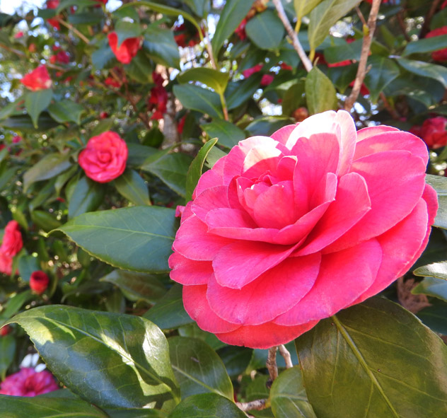 Close up of hot pink camellia blooming on a flowering bush at the Eudora Welty House & Garden.