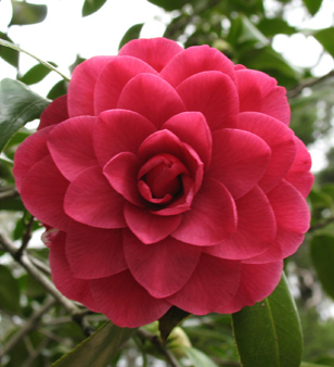 Purple dawn camellia blooming at the Eudora Welty House & Garden.