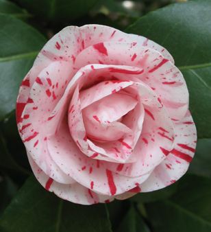Tricolor camellia blooming at the Eudora Welty House & Garden.